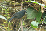 male Blue Seedeater
