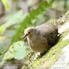 juvenile Maroon-chested Ground-Dove