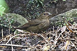 Female Slaty Finch