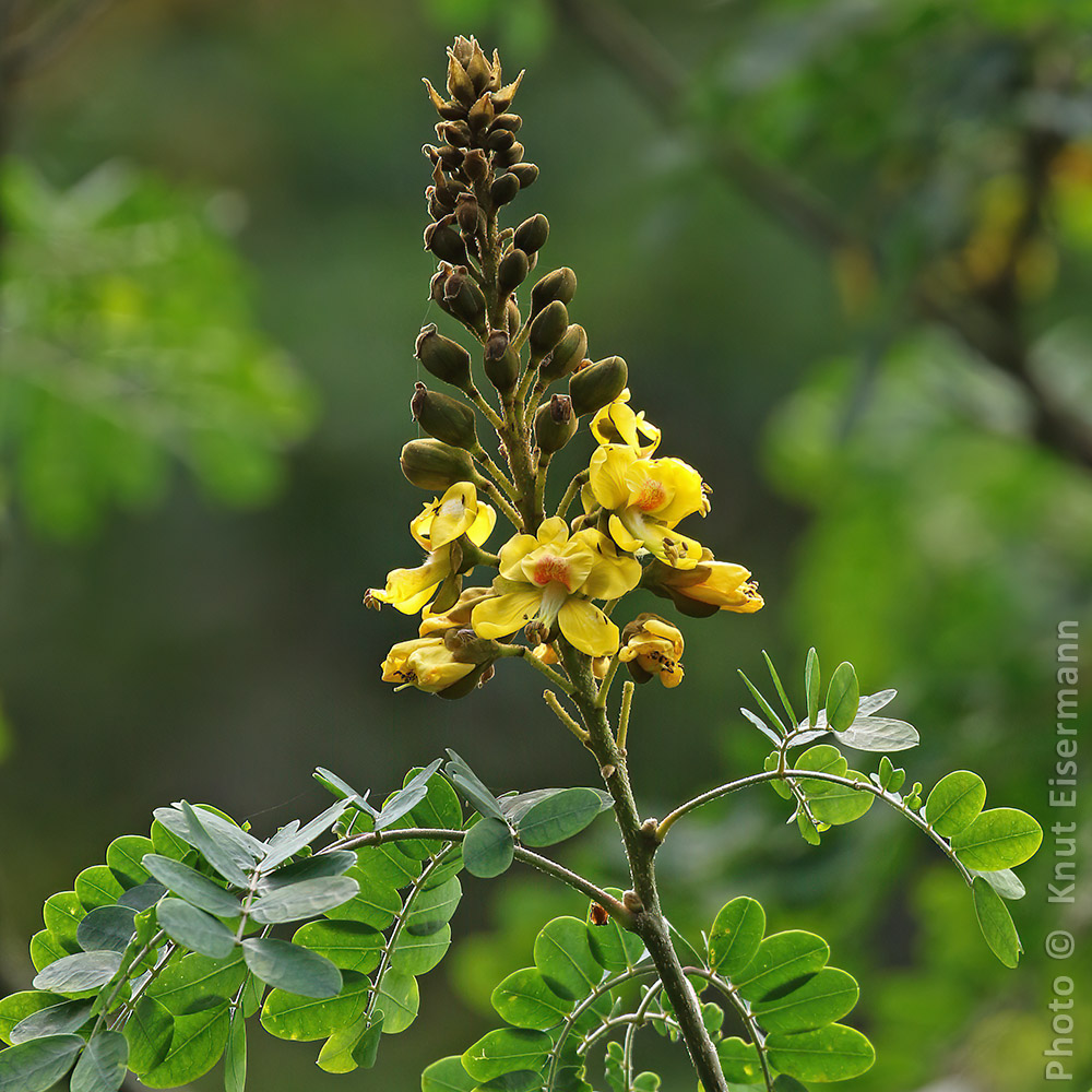 Erythrostemon guatemalensis