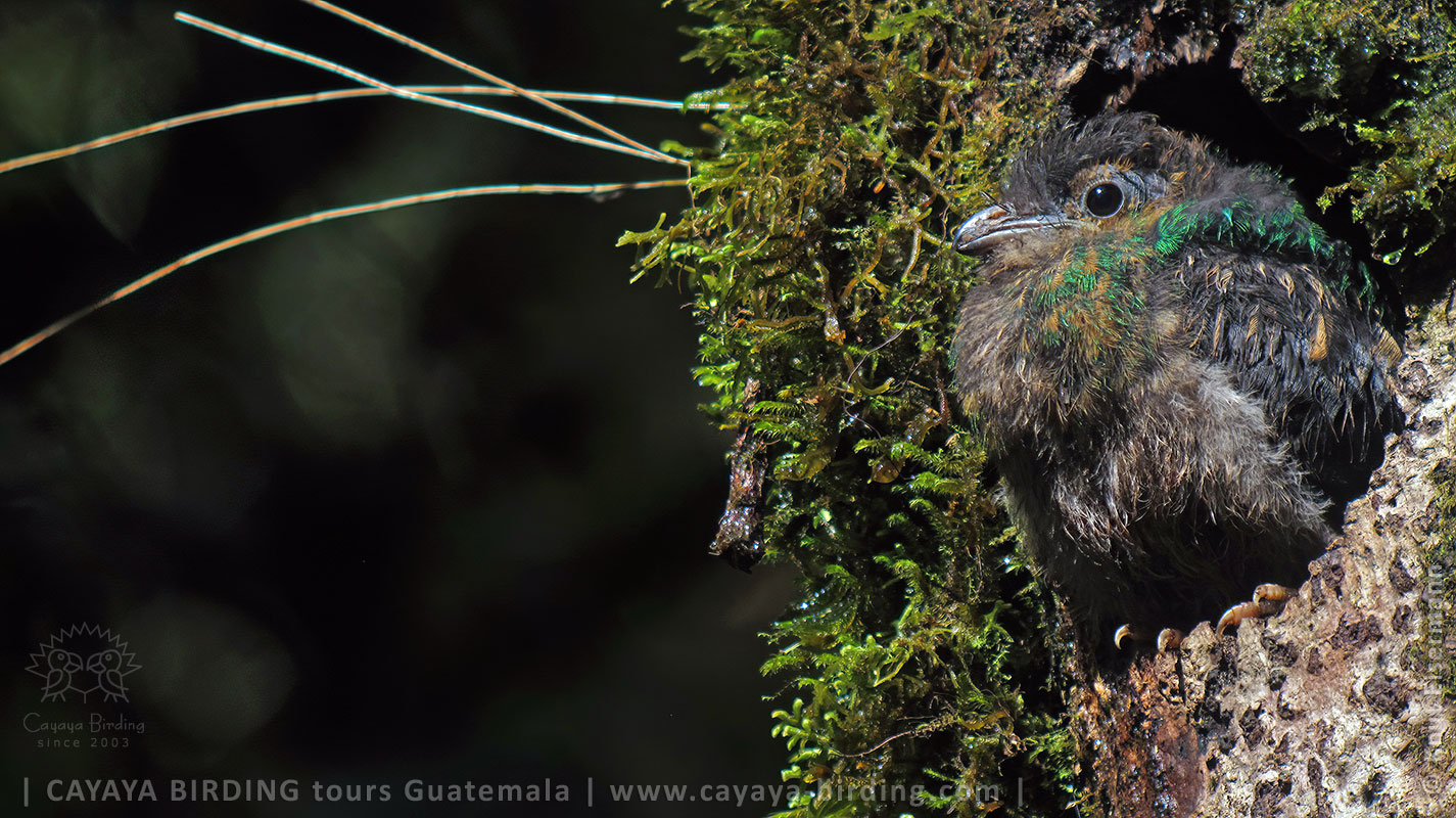 Juvenile Resplendent Quetzal