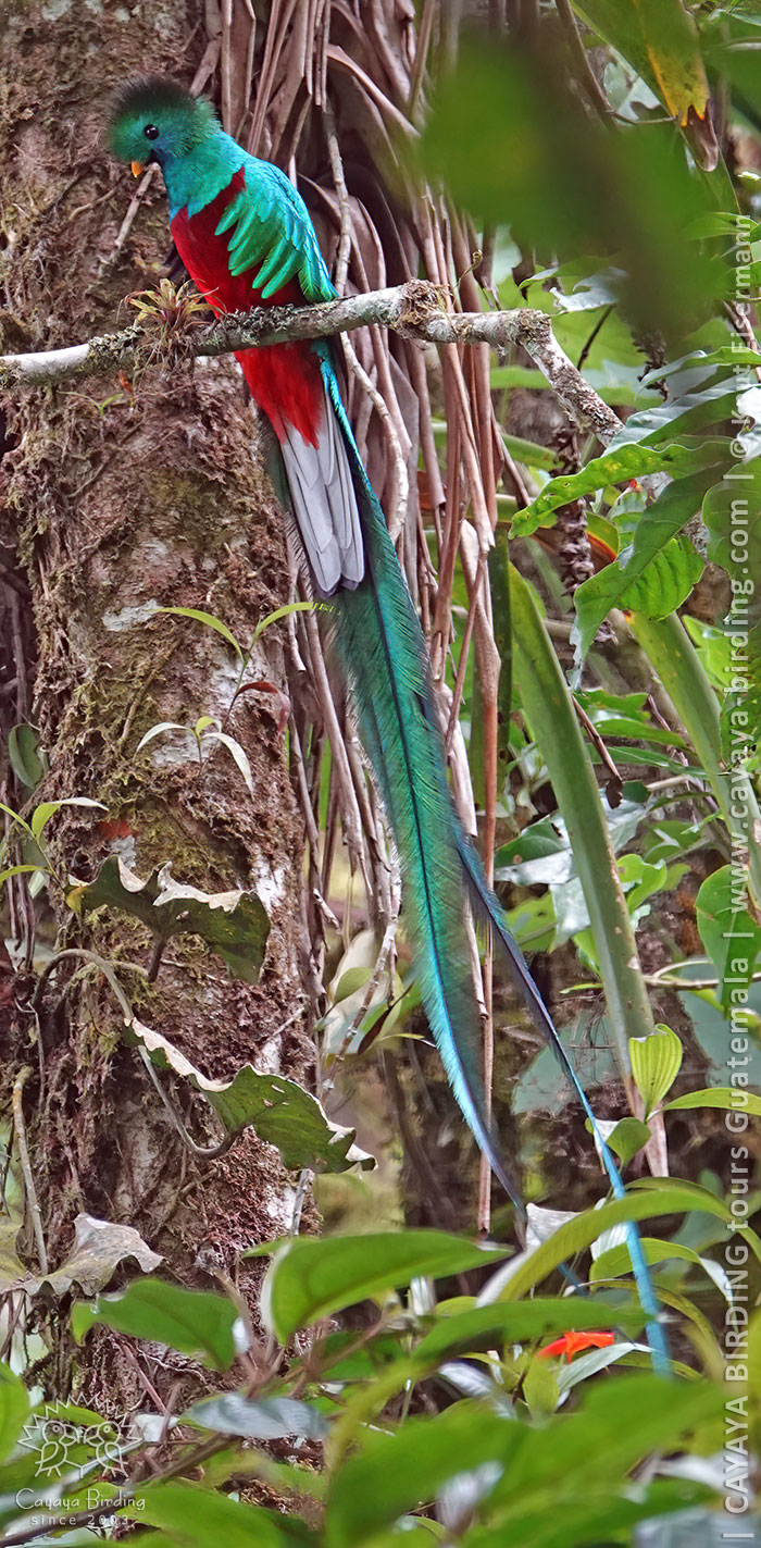 Male Resplendent Quetzal