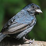 Blue Seedeater