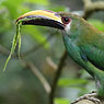 Northern Emerald-Toucanet