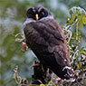 Black-and-white Owl