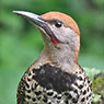 Guatemalan Flicker