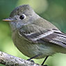 Hammonds's Flycatcher