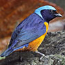 Elegant Euphonia