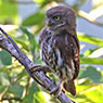 Ferruginous Pygmy-Owl