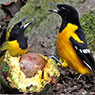 Bar-winged Oriole