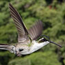 Green-throated Mountain-gem