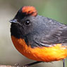 Slate-throated-Redstart