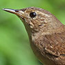 Southern House Wren