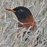 Rufous-collared Robin