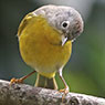 Nashville Warbler