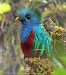 portrait of adult male Resplendent Quetzal