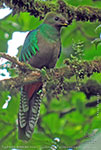 female Resplendent Quetzal with partially yellow bill