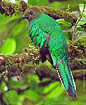 female Resplendent Quetzal with partially yellow bill