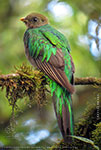female Resplendent Quetzal with yellow bill