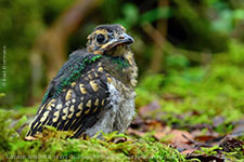 recently fledged juvenile Resplendent Quetzal