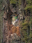 siblings of Resplendent Quetzal