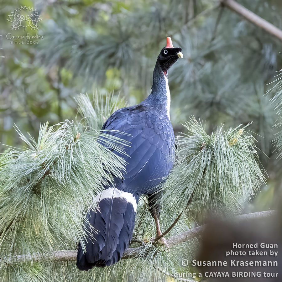 Horned Guan