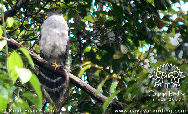 Bicolored Hawk