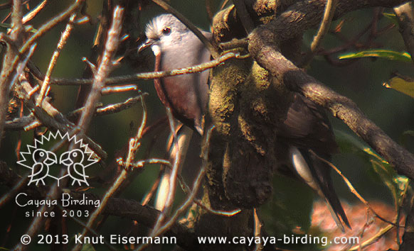 Male Maroon-chested Ground-Dove