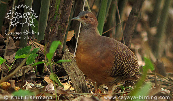 Thicket Tinamou