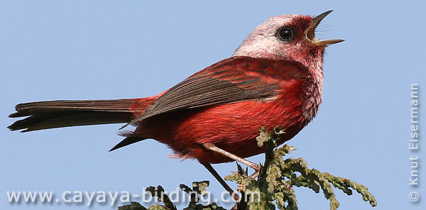 Pink-headed Warbler